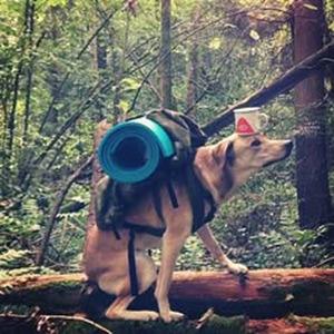 4th Dimension (nightcore)