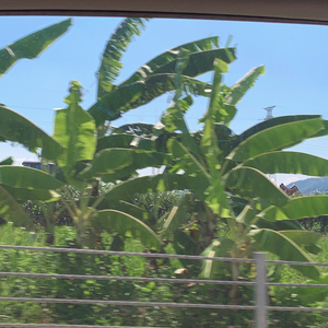 夏天的风.wav