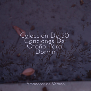 Ecos Entre los Campos