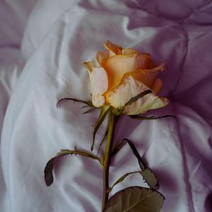 Yellow Roses On My Pillow