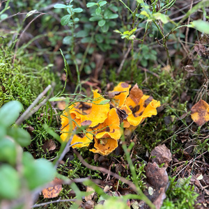 Fridevila (Acoustic Version)