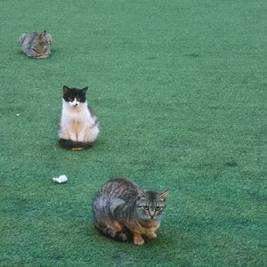 心动贩卖机 [高质量]