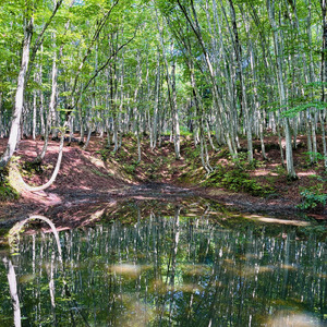 環境音 - 美人林 - 蛙と野鳥 (HPL Binaural)