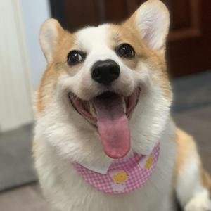 ハートアップ covered by木野子kinoko&费囧