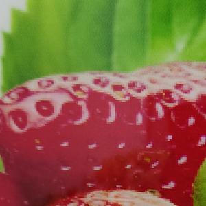 Where the Wild Things Are