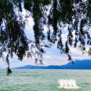 拉屎喂给网易云