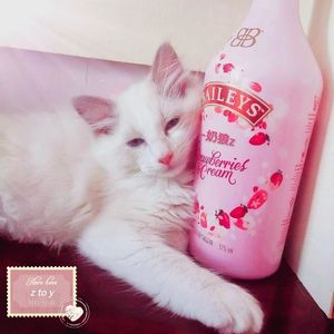 99%纯(prod.by BECU BEATZ)