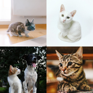 安静的放松的猫声音