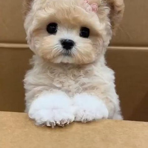 baby i need you (sped up)