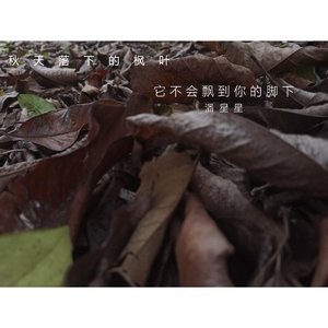 秋天落下的枫叶它不会飘到你的脚下