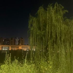林间碎光