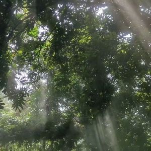 雨蚀・烬余帖