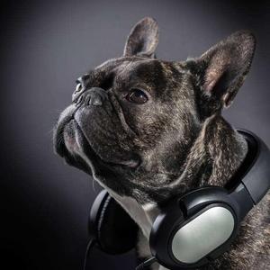 001_春山听杜鹃_松风阁_20171113