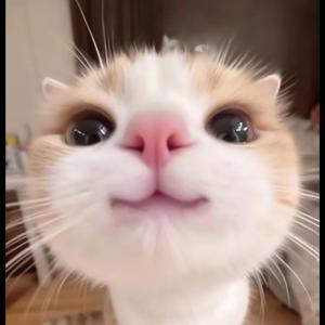 Jolly freestyle (feat. Lungskull)