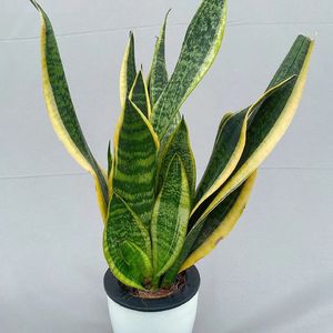 眼泪是腐蚀心脏的硫酸