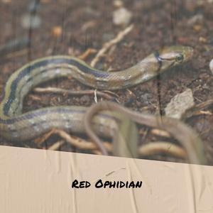Red Ophidian