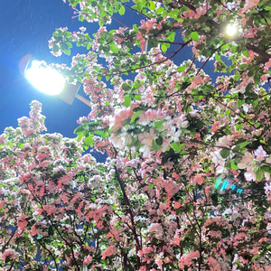 温蒂公主的侍卫（翻唱）