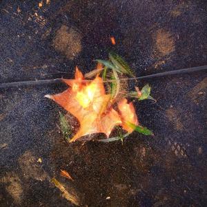 即将来临（upcoming)