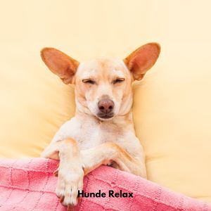 Hunde Entspannungssuite
