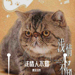 浅情人不知（翻自 严艺丹）