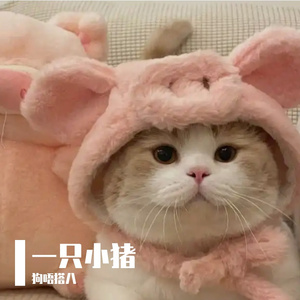 一只小猪