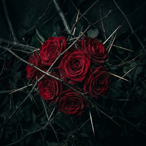 роза и шипы