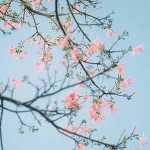 小城谣（Cover 胡碧乔）