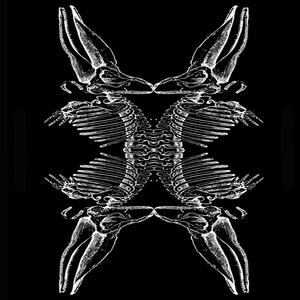 Endoskeleton