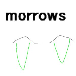 morrows