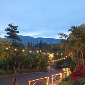 Jeruk Malu