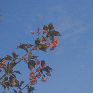 如（cover善宇）