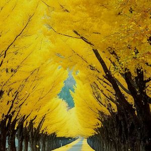 玫瑰爱意永不改