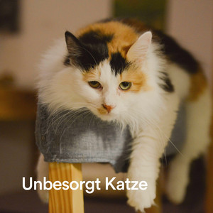 Unbesorgt Katze