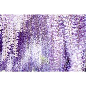 鬼舞辻無惨 (Cover)