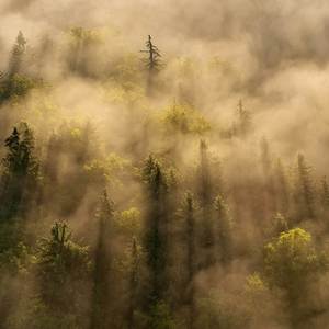 Forest Zen