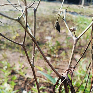 Kenapa harus jadi hulk