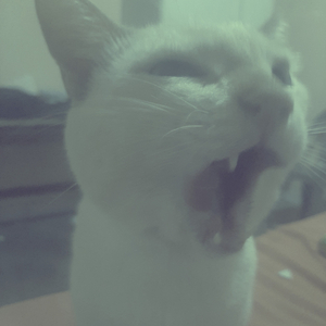 Phat Cat Space Station