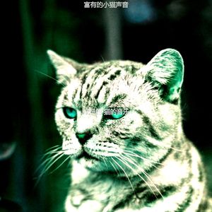 微妙的睡猫心情