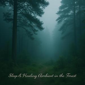 木洩れ陽の記憶（Sunlit Memories in the Forest）