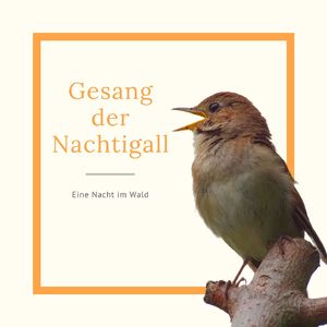 Vogelgezwitscher