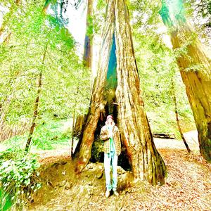 Pine Trees Swaying in the Wind