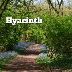 Hyacinth