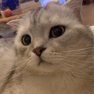 做我的猫