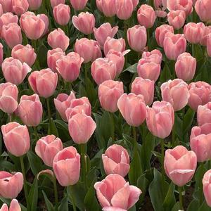 企鹅(翻唱片段)