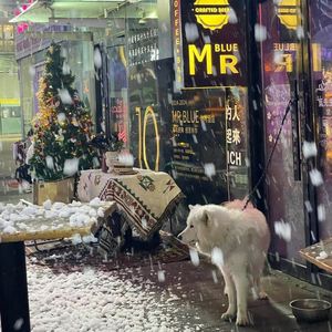 冬眠（温柔女声弹唱版）