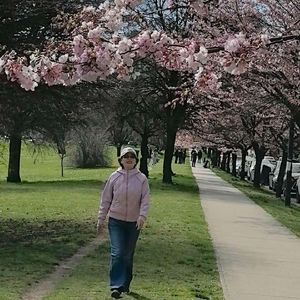 樱花落在我眼里