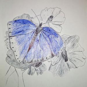 Butterfly Kiss