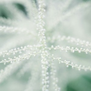 Eisblumenimpressionen