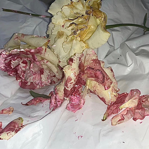 一朵花在马路上狂奔