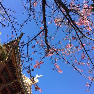 down by the sally gardens 十孔口琴C大调